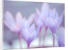 Crocus flowers by Assaf Frank